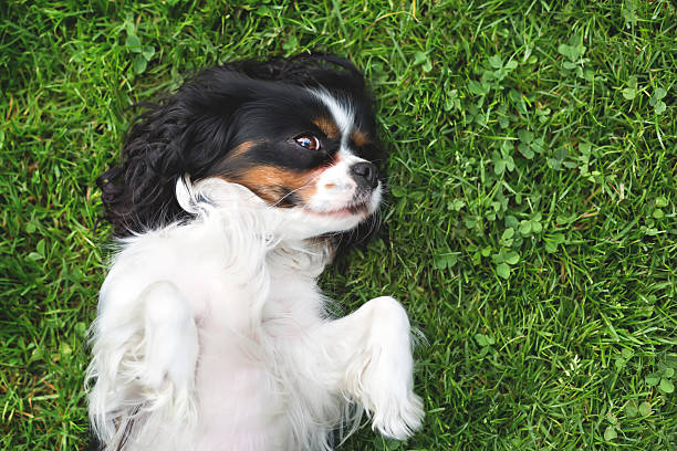 istock portrait of a dog 544117804