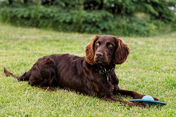 istock Dog lying on the green grass 544119092