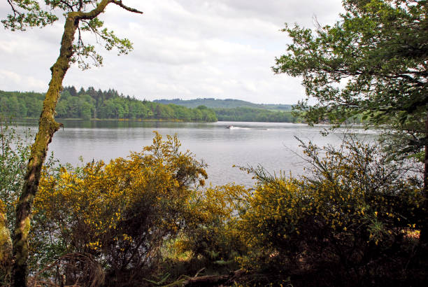 istock Lake and forest landscape 544119158