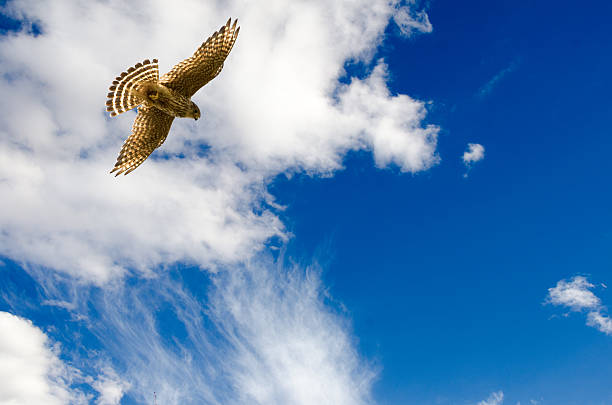 istock Soaring Merlin (Pigeon Hawk) close-up and blue summer sky 544119622