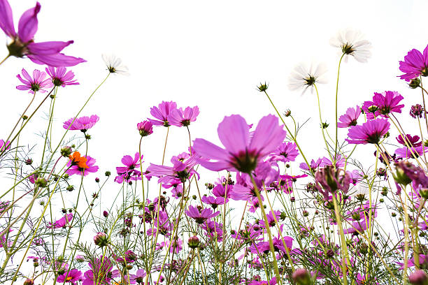 istock many pink (purple) cosmoses on a white background 544119872