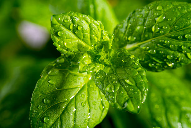 istock Drops of dew on fresh mint 544120770