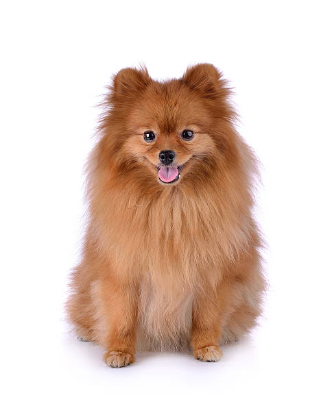 istock little red dog lying on a white background 544121170