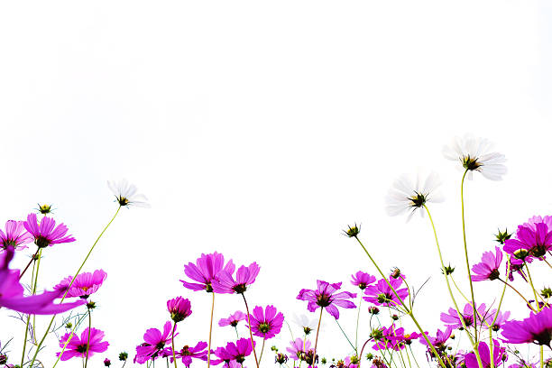 istock many pink (purple) cosmoses on a white background 544121580