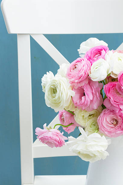 istock Pink and white ranunculus flowers 544121780