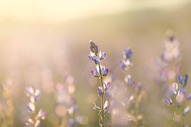 istock field of lupine 544121798