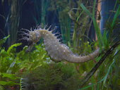 seepferdchen-im-aquarium.jpg?b=1&s=170x170&k=20&c=rZskGHw0oc9IxH9l5Y-iqXRCnbQLo6J-AXvpOl6QEZo=