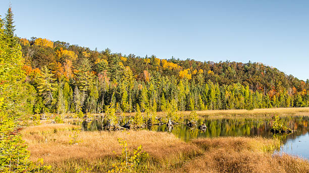 istock Autumn Colors, Iargo Springs, AuSable Scenic Byway, MI 544121918