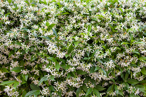 Wall of Chinese star jasmine flowers (Trachelospermum jasminoides) in bloom.