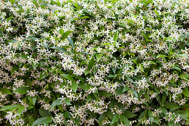 Star Jasmine (Trachelospermum jasminoides) stock photo