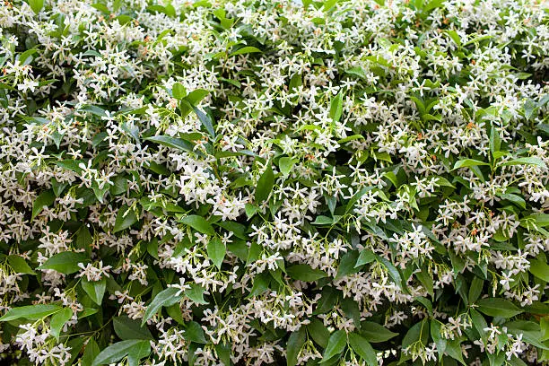 Photo of Star Jasmine (Trachelospermum jasminoides)