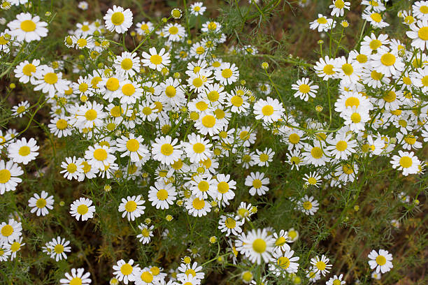 istock German tea chamomila (Chamomilla recutita) flowers on meadow 544123832
