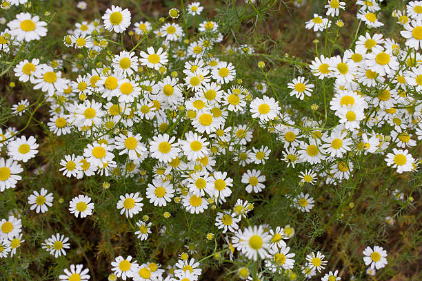 camomila de chá alemã (chamomilla recutita) flores no prado - german chamomile fotos - fotografias e filmes do acervo