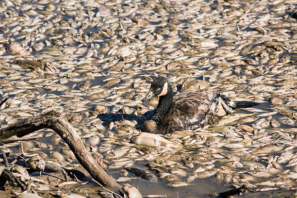 Dead fish and sick goose after lake drainage Dead fish and sick goose after lake drainage and dredging at Royal Lake Park in Fairfax, Virginia dead animal stock pictures, royalty-free photos & images