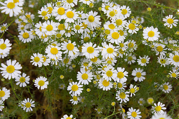 camomila de chá alemã (chamomilla recutita) flores no prado - german chamomile fotos - fotografias e filmes do acervo