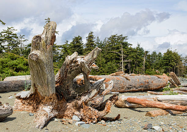 istock Pacific Northwest beach with Large Driftwood. 544124834