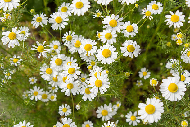 chamomila de té alemán (chamomilla recutita) flores en el prado - manzanilla fotografías e imágenes de stock