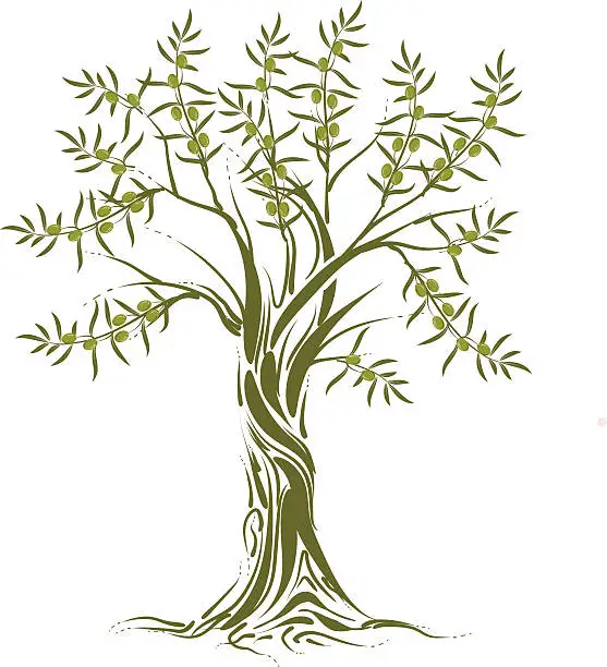 Vector illustration of olive tree