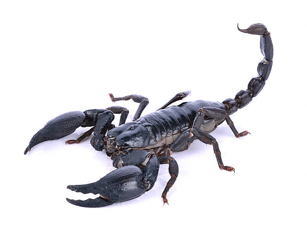 istock Scorpion of a white background. 544125518