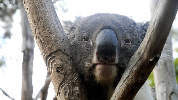 coala está ficando entediado na austrália - koala bear animals in the wild perching - fotografias e filmes do acervo