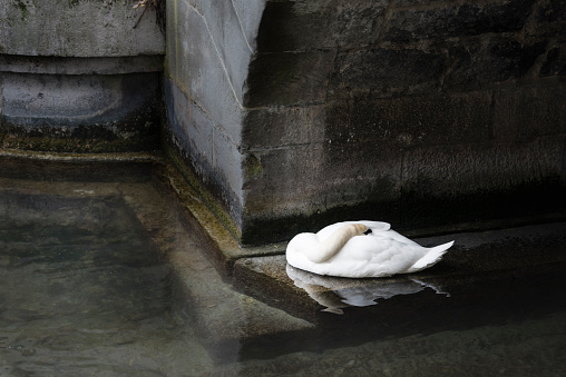 A white swan (cygnus) is bedding his head into his feathering for sleep while floating on the water underneath the arch of an ancient stone bridge