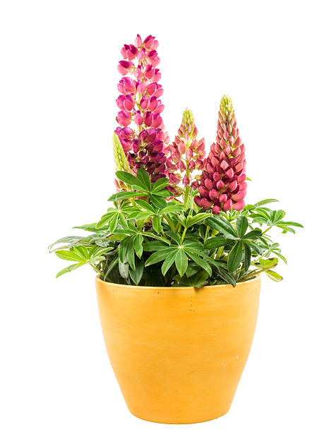 istock Isolated potted blue lupine flower 544126804