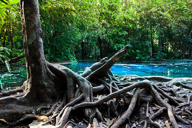 istock Emerald pool in forest at Krabi in Thailand. 544127068