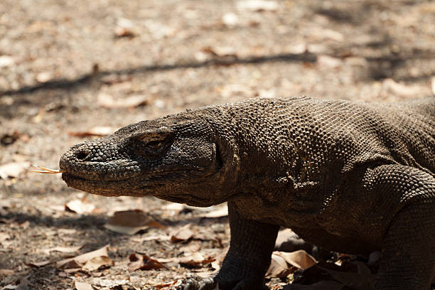 istock Komodo dragon, Varanus komodoensis, single lizard on floor, Indonesia 544127312