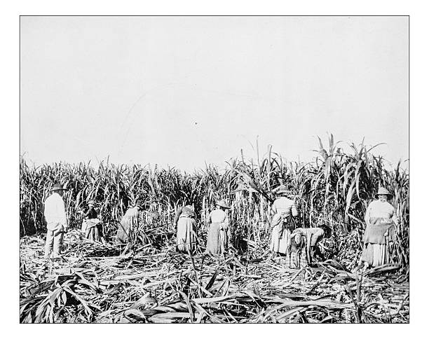 Antique photograph of 19th century slaves in a Lousiana plantation Antique photograph of 19th century slaves working in a sugar plantation in Lousiana (Usa) plantation photos stock illustrations