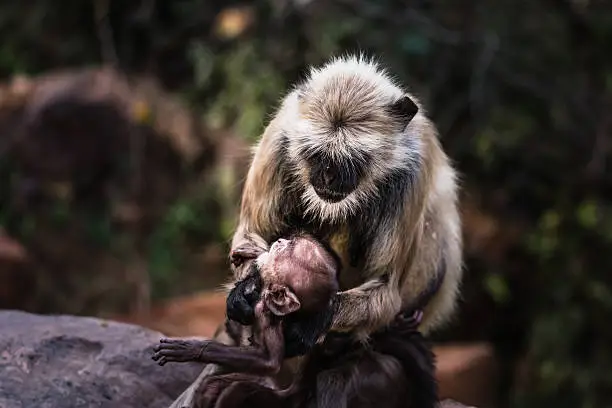 Mother Grey Faced Langoor or Common Langoor tendering unconditional love to her babies at Ranthambore Tiger Reserve, Feeding & Kissing them.