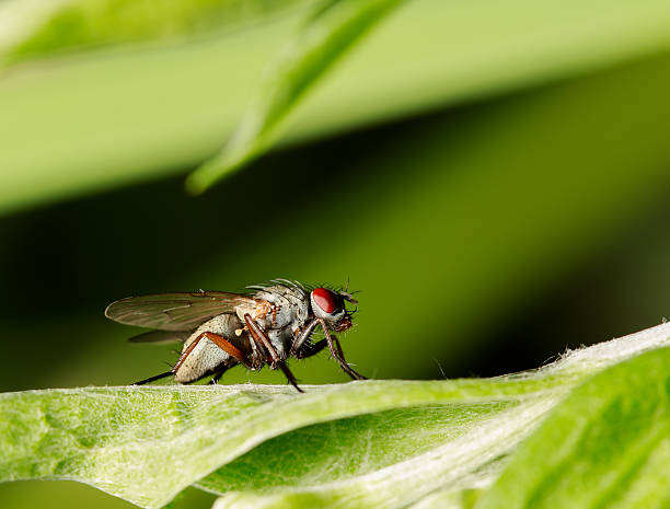 istock blow-flies, carrion , bluebottles, greenbottles 544127612