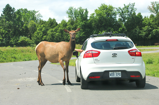 St-Bernard-de-Lacolle, Canada - 29 Juin, 2016: Deer approaches car and feeds from a person's hand.in safari park, Quebec, Canada.