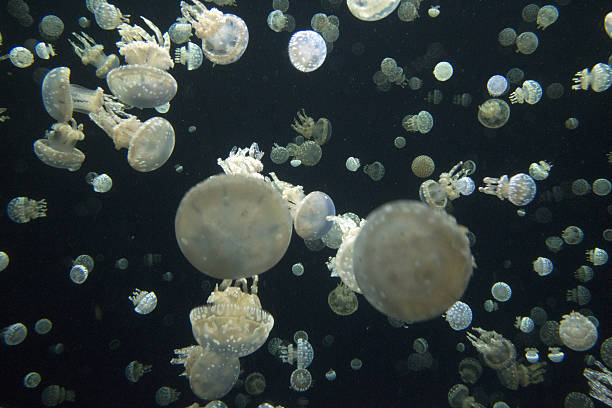 istock Brood of jellyfish 544128394