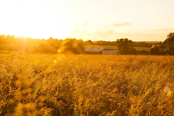 A beautiful golden field taken at sundown during golden hour. 