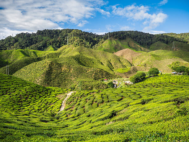 istock Tea plantation in the Cameron highlands 544129596