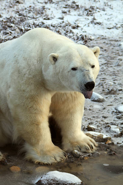 istock Polar Bear Hudson Bay Canada 544129798