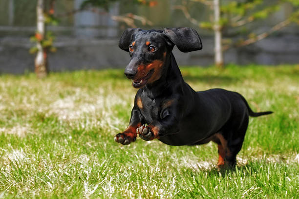 glücklicher hund deutsch behaart zwerg dackel spielen in den rücken - dachshund stock-fotos und bilder