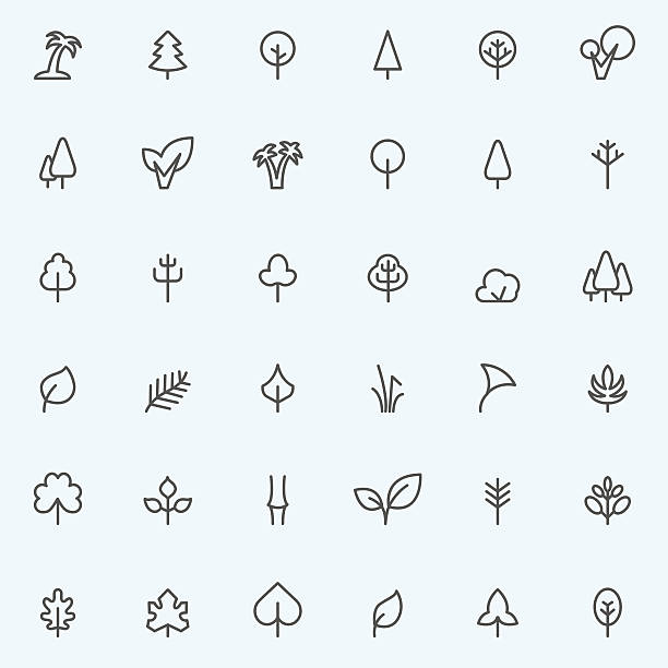 ilustraciones, imágenes clip art, dibujos animados e iconos de stock de conjunto de 36 iconos de árbol y lámina. - simple palm tree