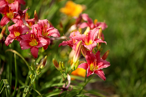 Beautiful ornamental lilies.
