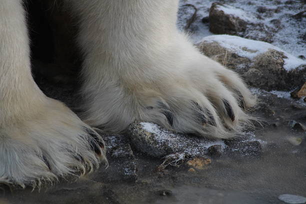 istock Polar Bear Hudson Bay Canada 544131024