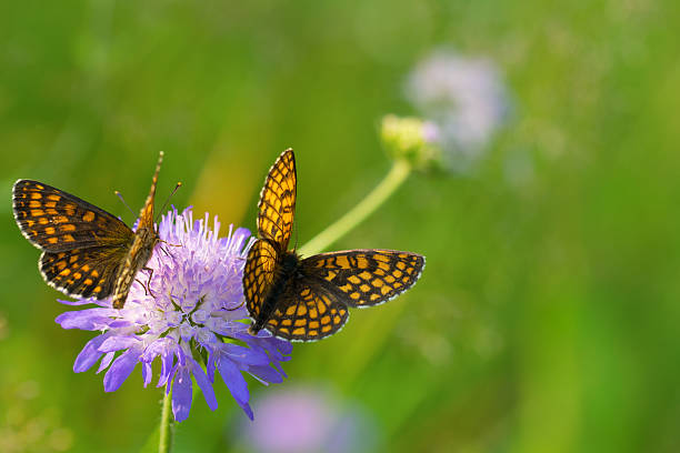 Two Heath fritillary butterflies  (Melitaea athalia) on the purple flower.