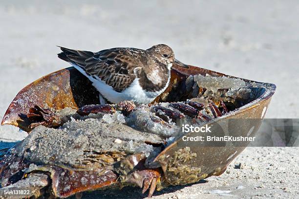 Ruddy Turnstone Stock Photo - Download Image Now - Animal Wildlife, Bird, Charadriiformes