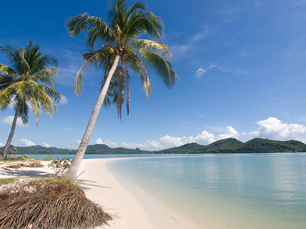 istock Coconut trees at the seaside on a tropical island 544131946