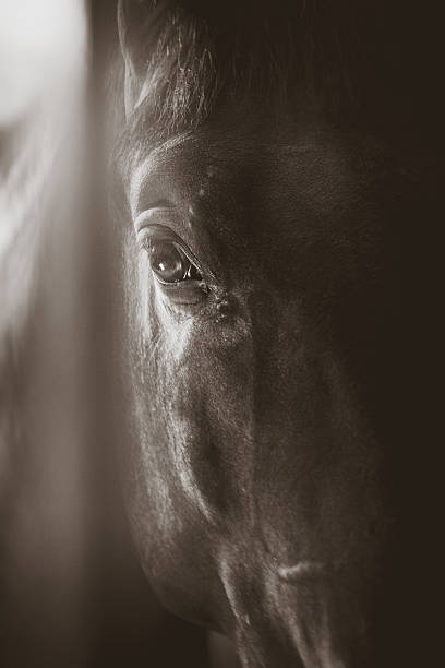 istock Eye of the horse 544133024