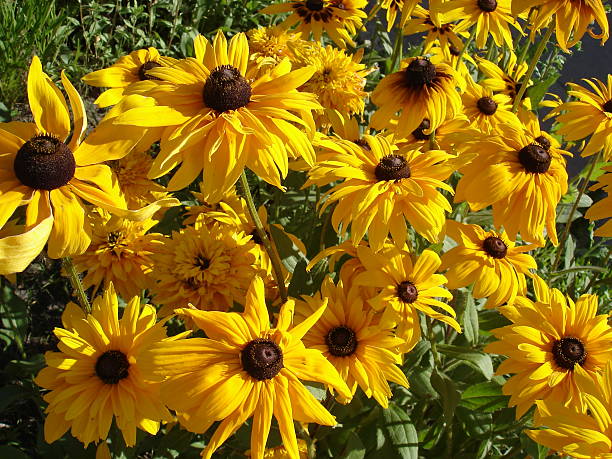 istock Cutleaf coneflower (rudbeckia) yellow and striped red flowers 544133138