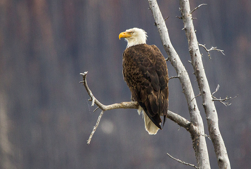 Bald Eagle perched near the nest keeping watch for predators and pests in rural Montana, USA.
