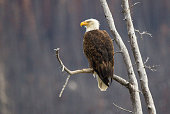 Bald Eagle, Canadian Rockies.
