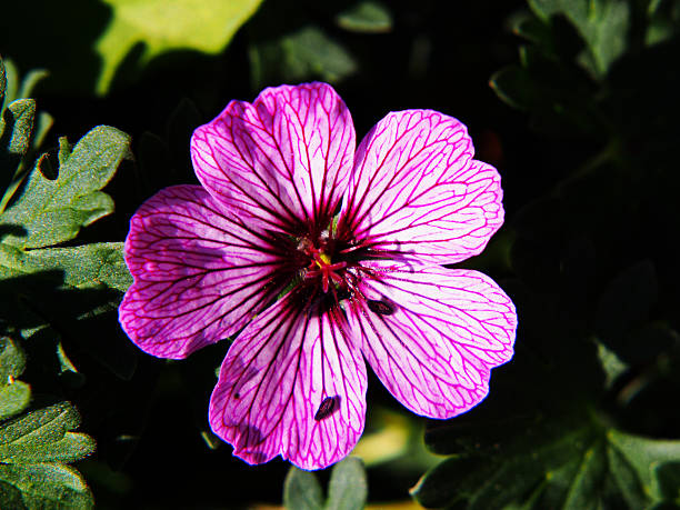 istock Geranium cinereum 'Ballerina' 544134100