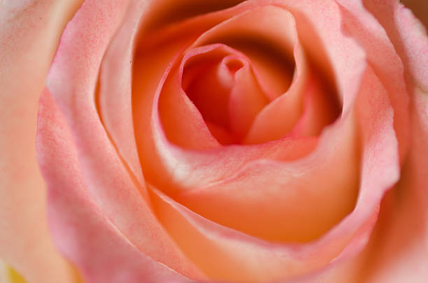 istock closeup to pink rose 544135552