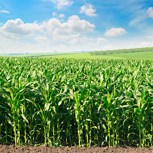 istock green  field and blue sky 544136134